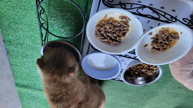 茶丸、シャー