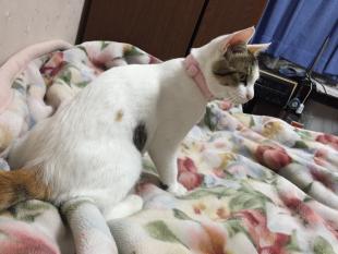 ミル