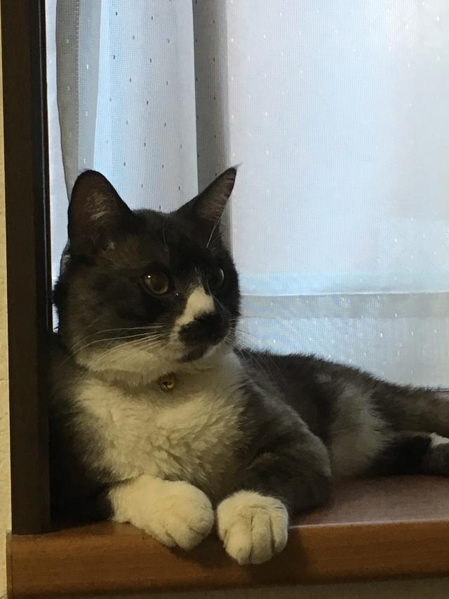 ナゴ