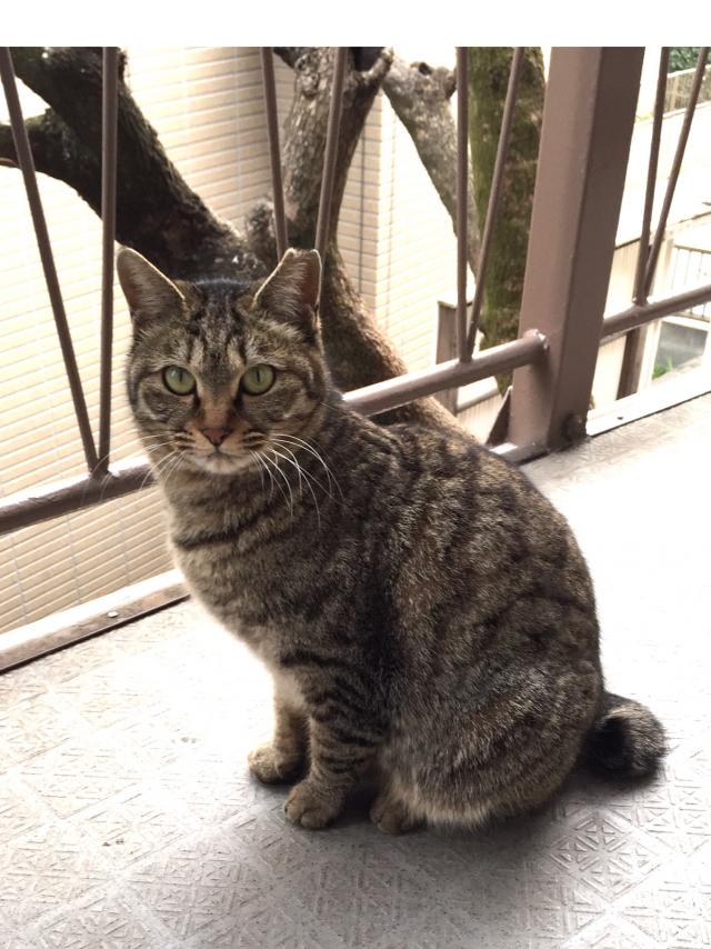 ぽよ
