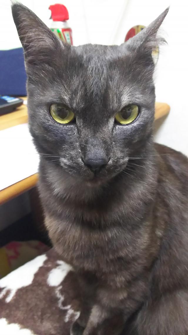 マキナ