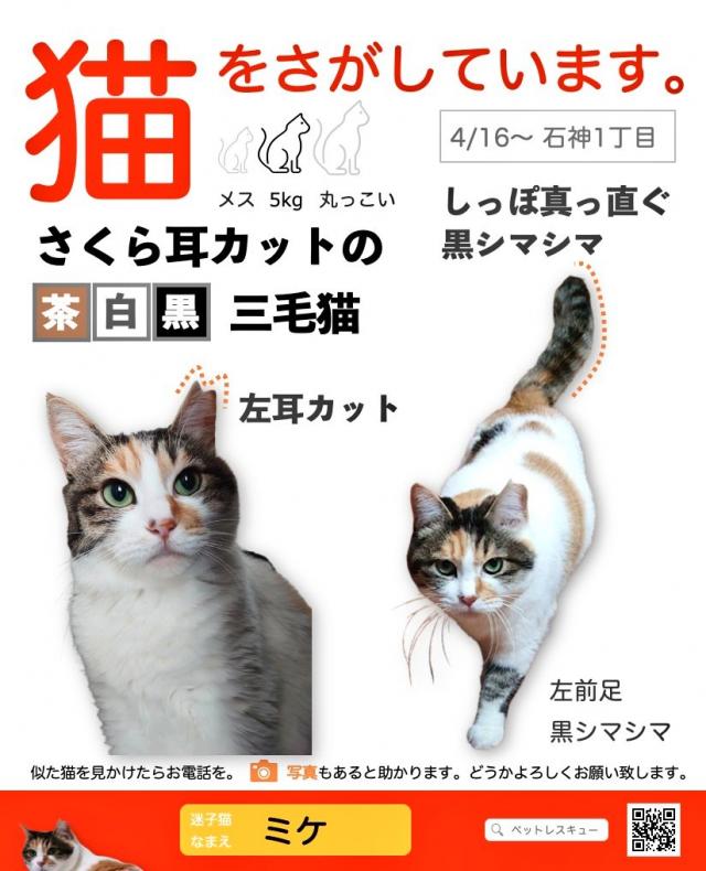 ミケ