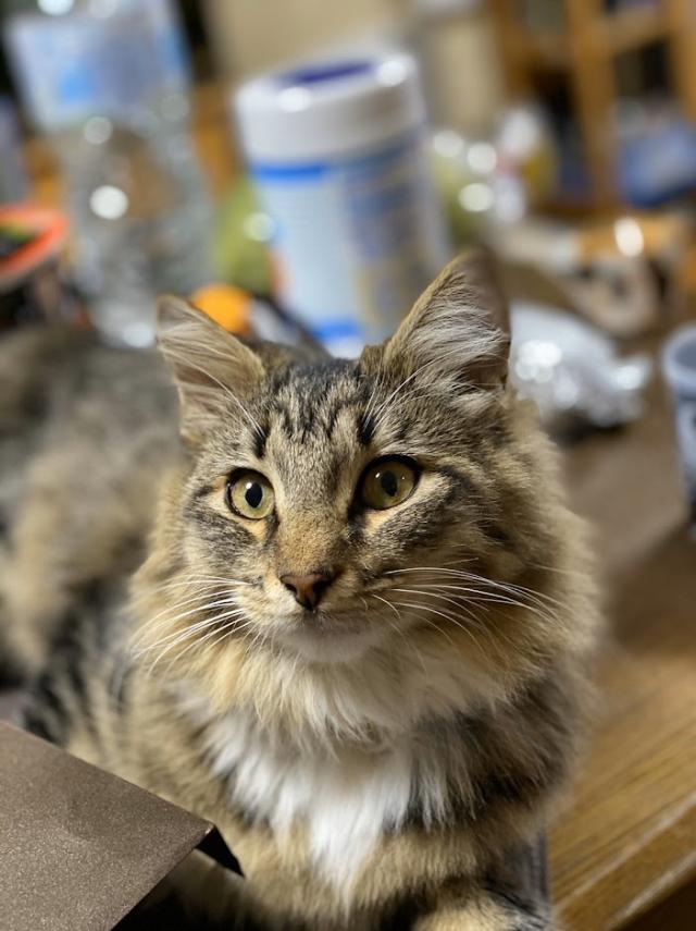 ラテ