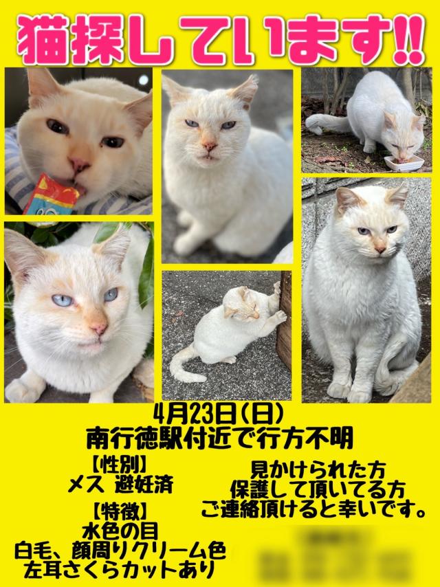サファ