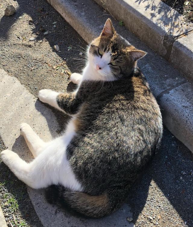 チョロ