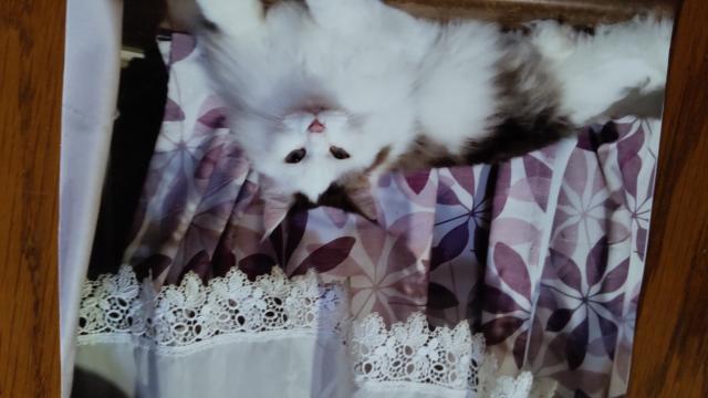 ナビ