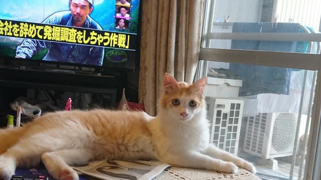 チャー
