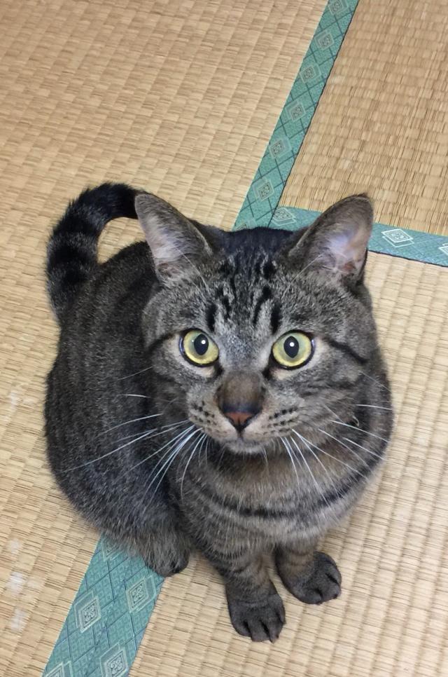 こむぎ