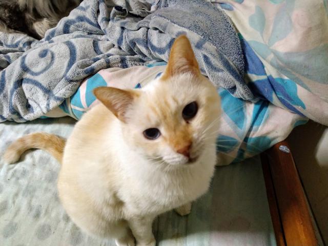 こゆき