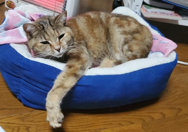 まき