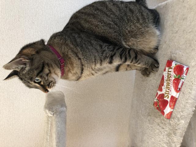 春