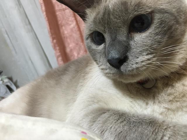 麦