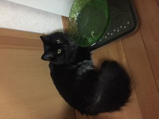 ちび太