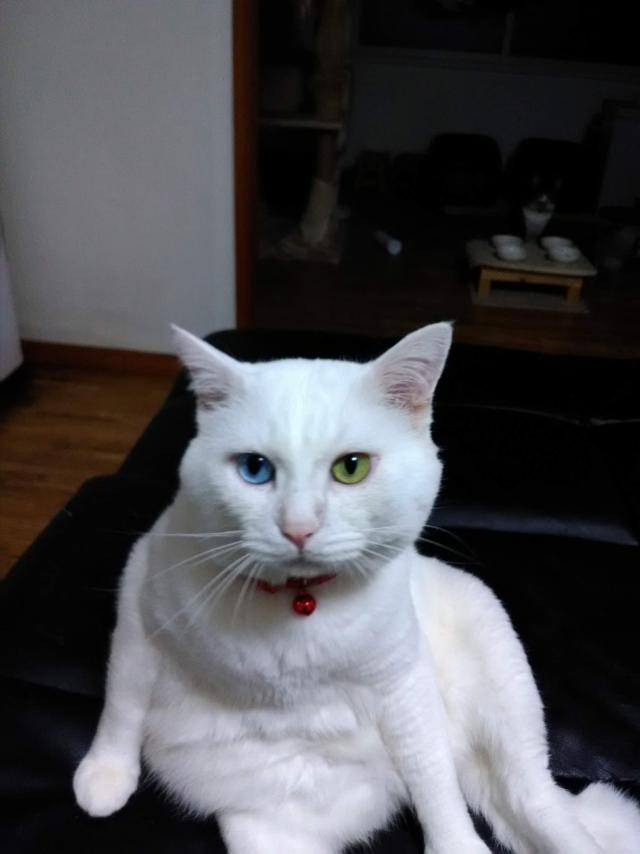 コナ