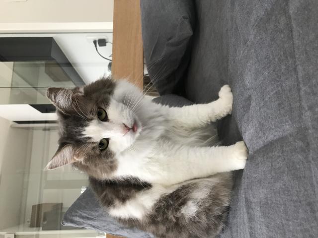 ふく