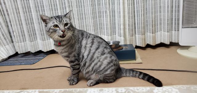 しまじろう