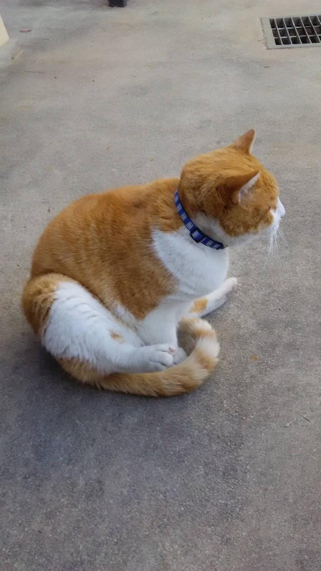 モモ