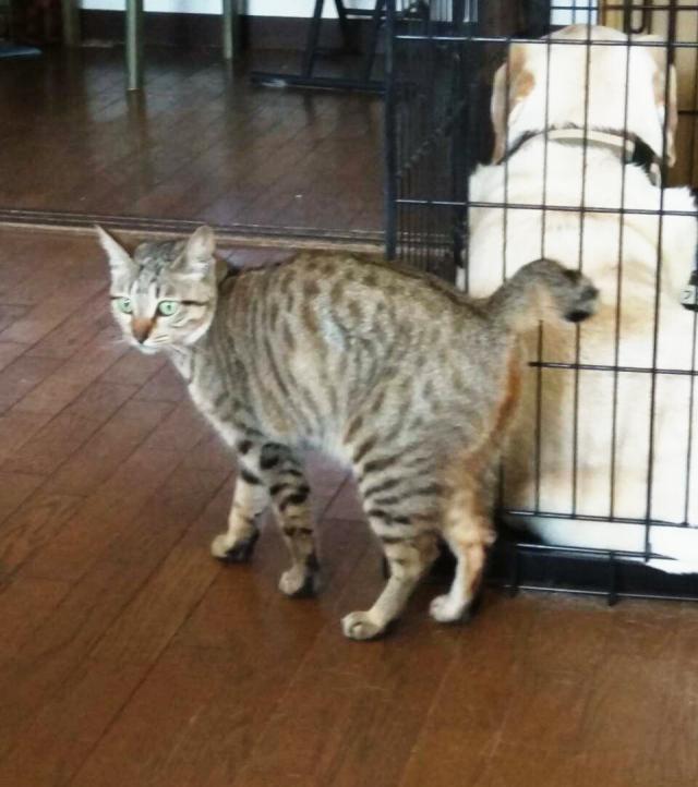 たまる
