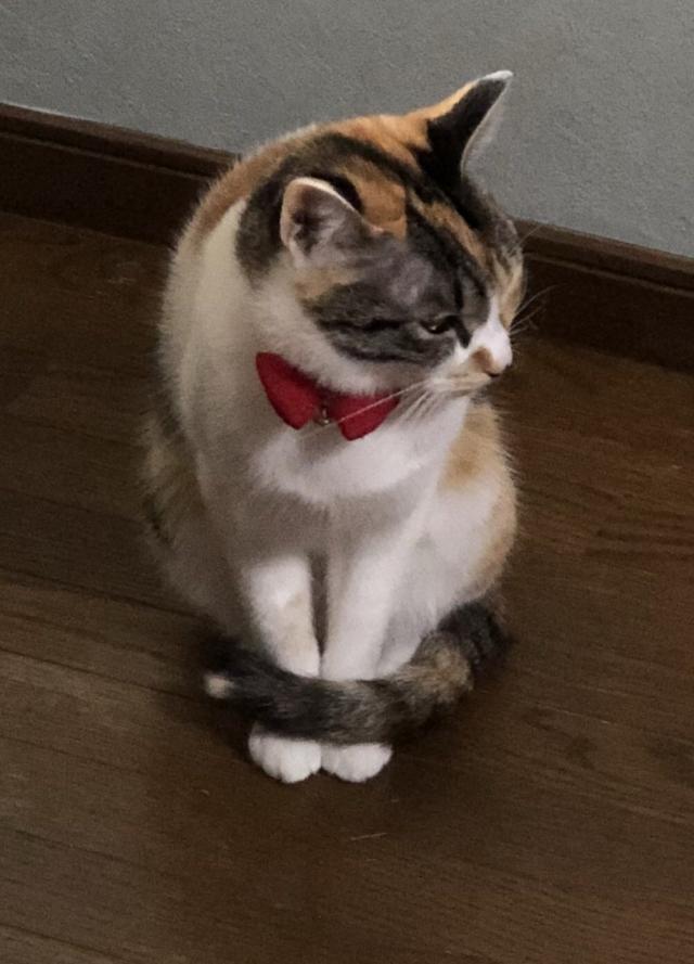 しろ
