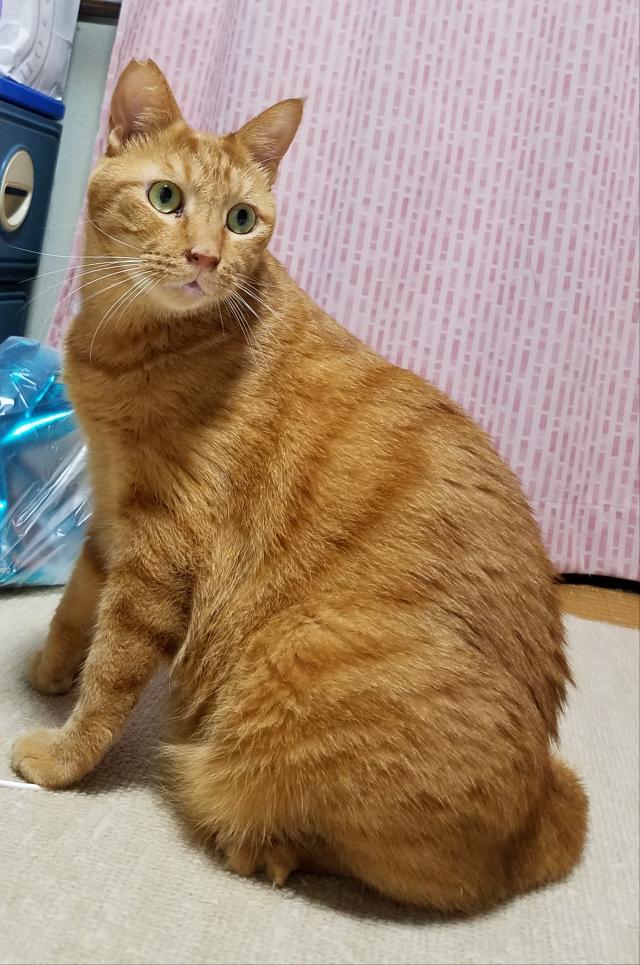 しっぽ