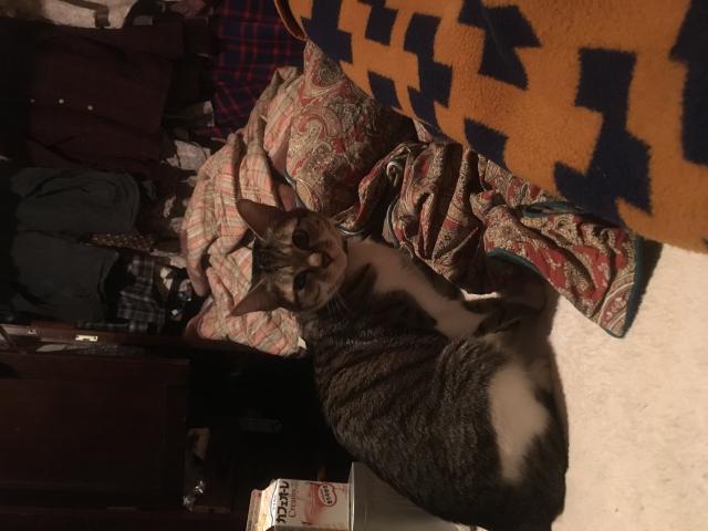 ビワ