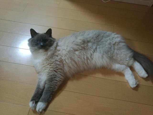 セツ