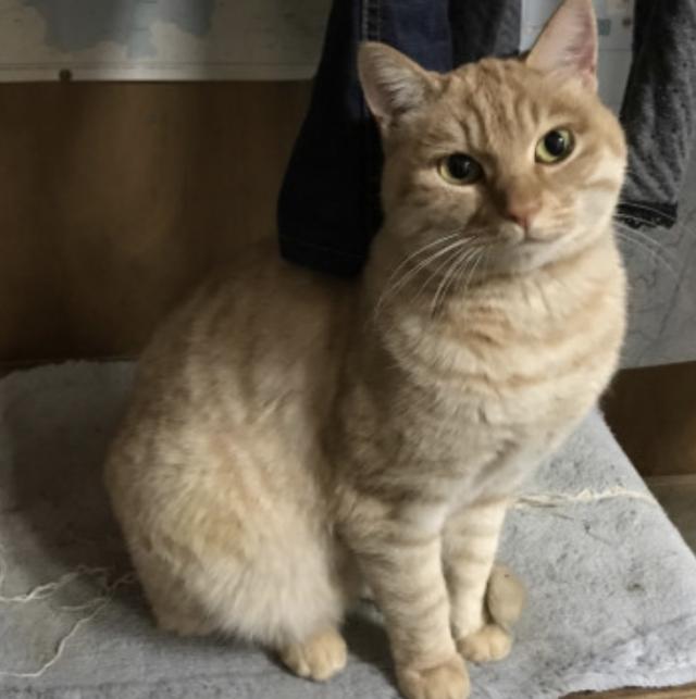 どんこ、にゃんこ