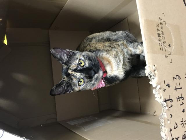 あこちゃん