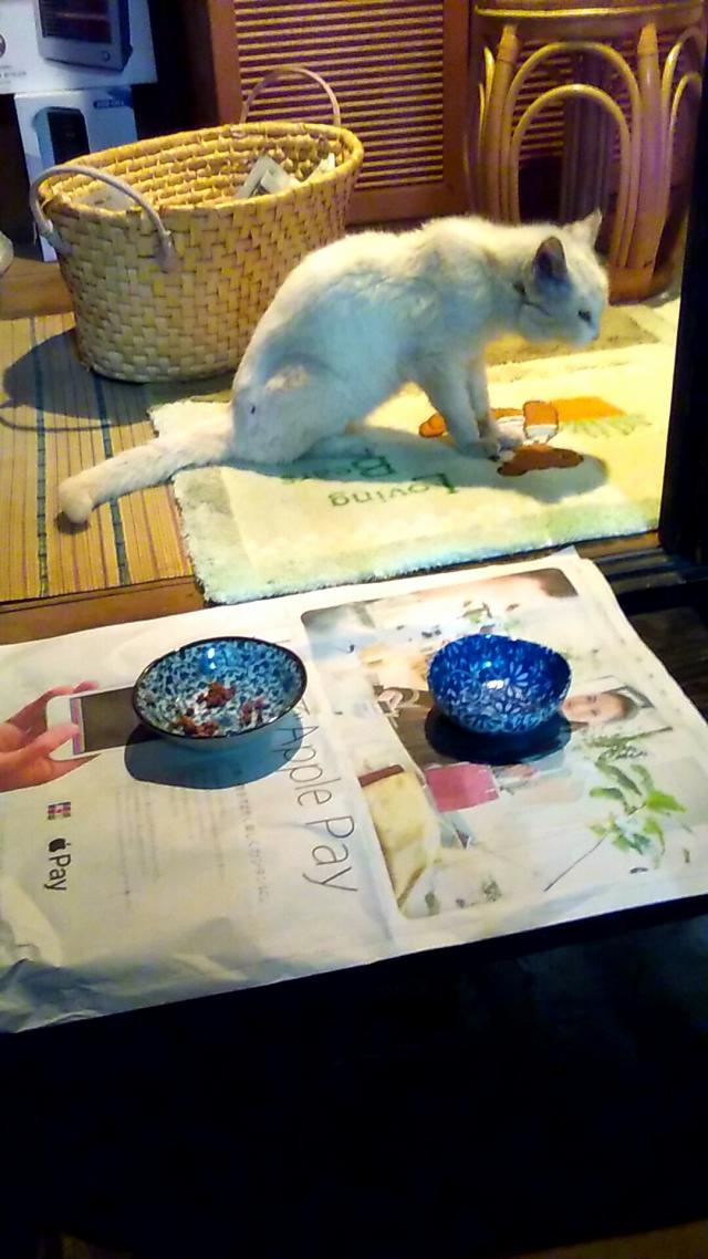 シロ