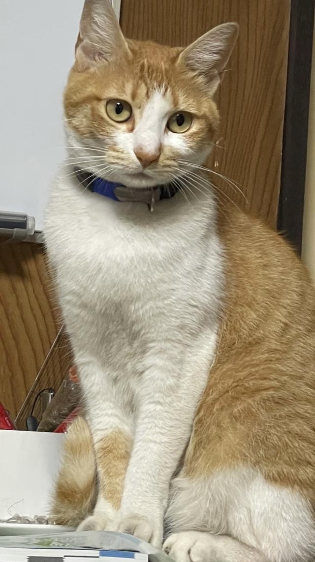 コー