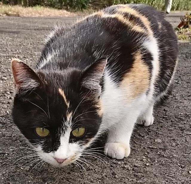 三毛猫