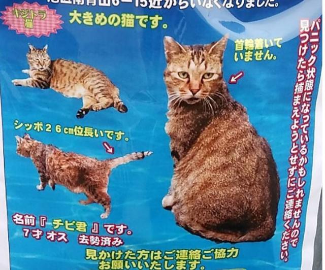 チビ