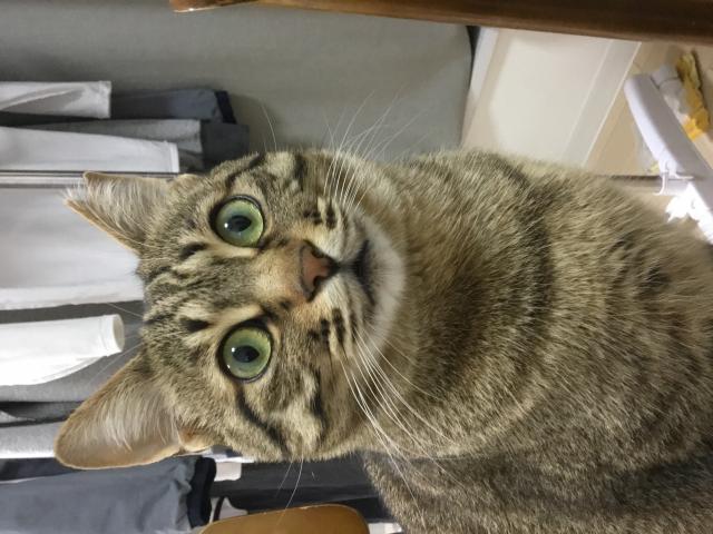 ミシマ
