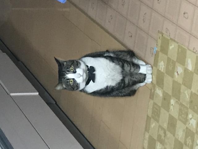 ココ