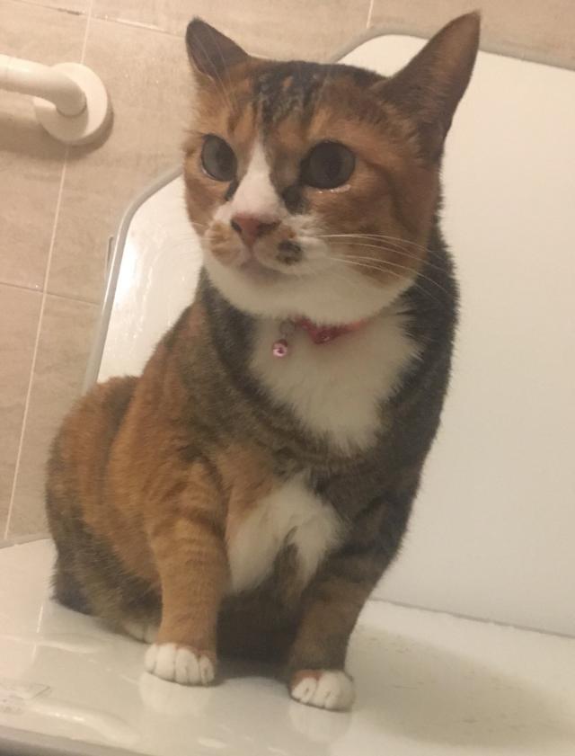 スズ
