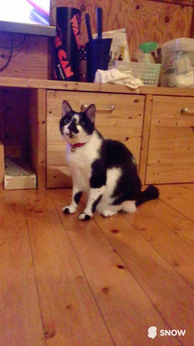 ぶち