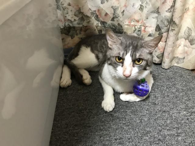 ぎん
