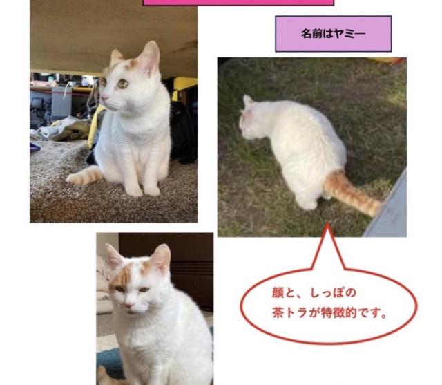 ヤミー