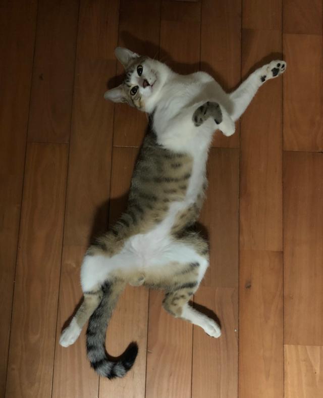 レオ