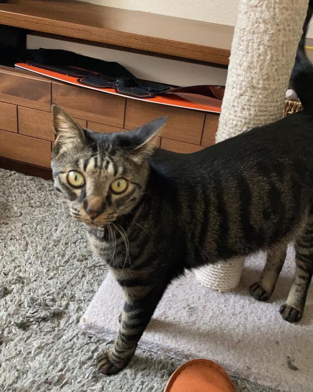 すさのお