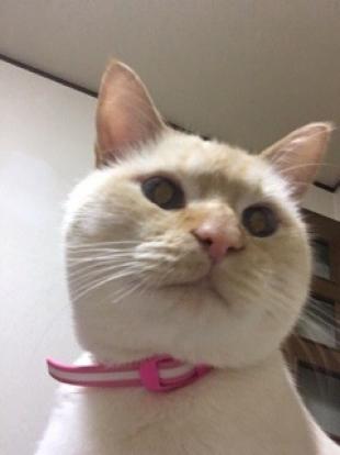 ラテ