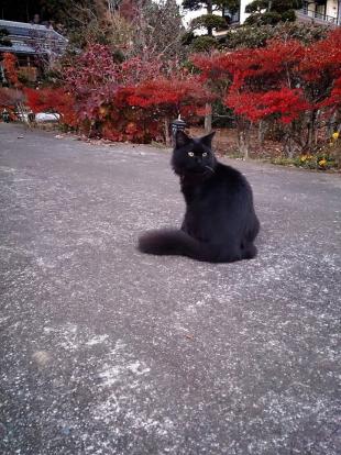 ヨモギ