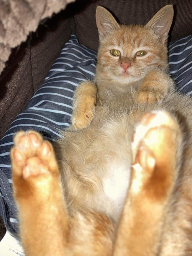 ハヌル