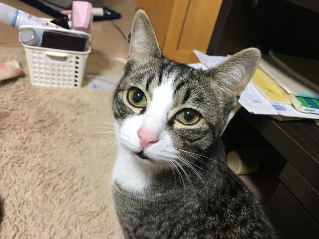ダンボ