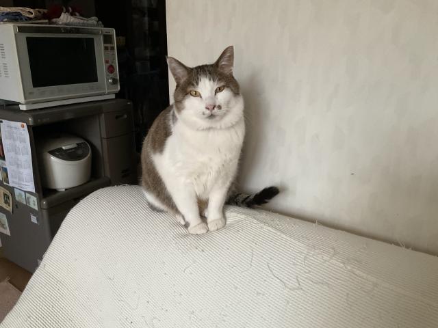 そぼろ