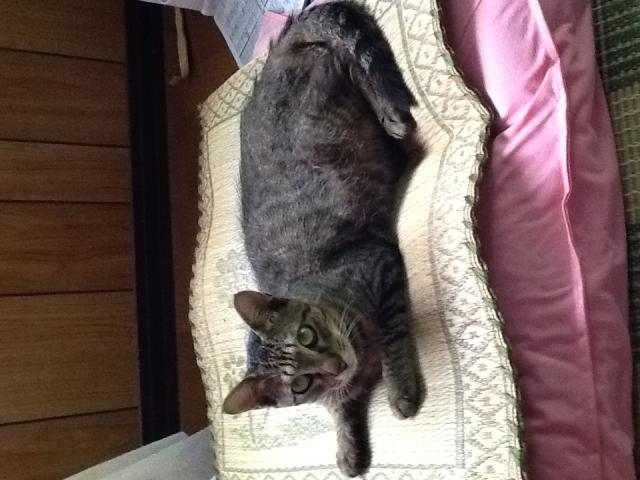 ねこ太郎