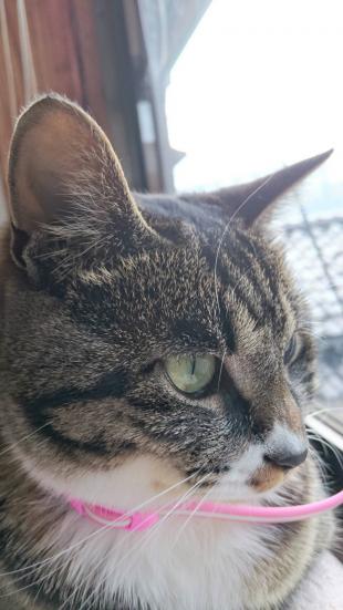 おから