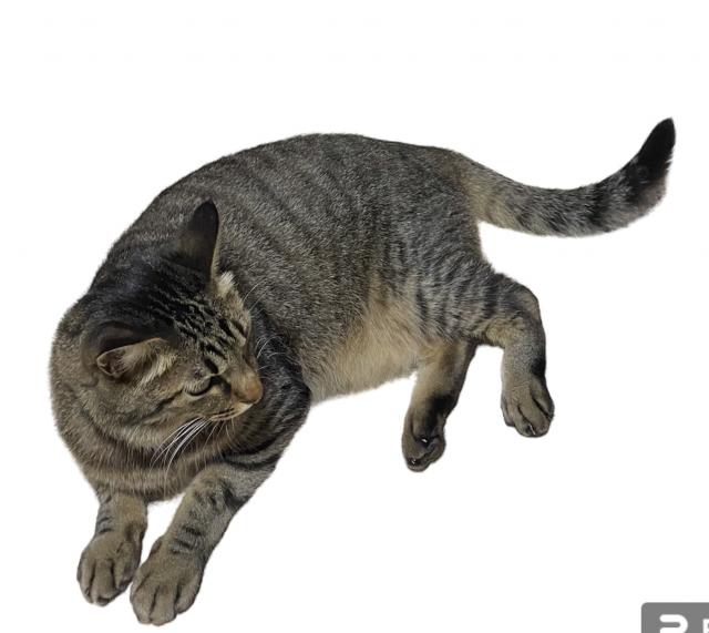 タツ