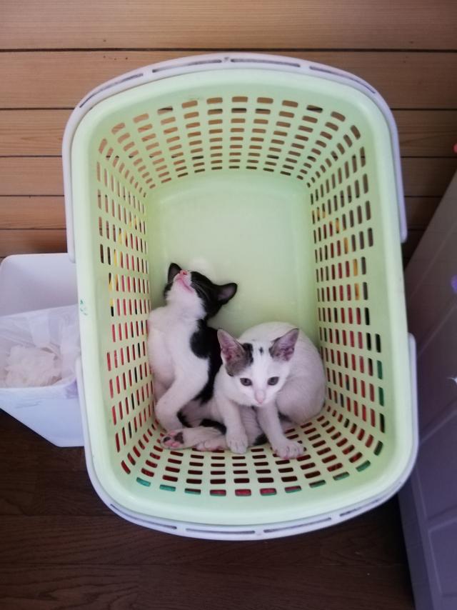 ゆめ