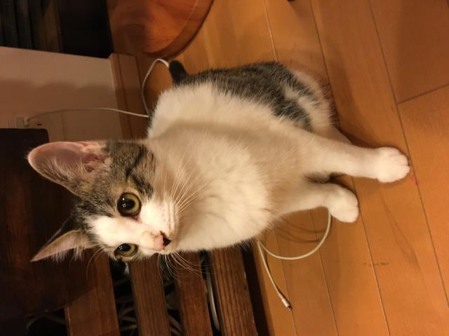 おもち